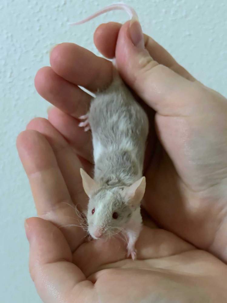 Fancy mouse Breeder Mus musculus 