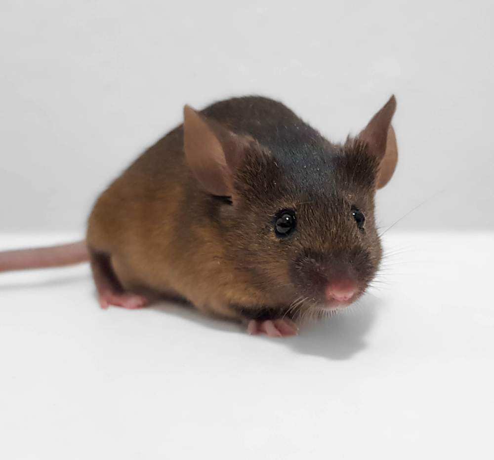 Fancy mouse Pet only Mus musculus 