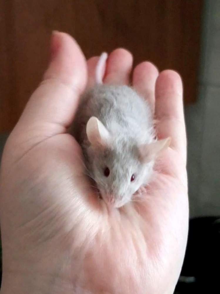 Fancy mouse Pet only Mus musculus 