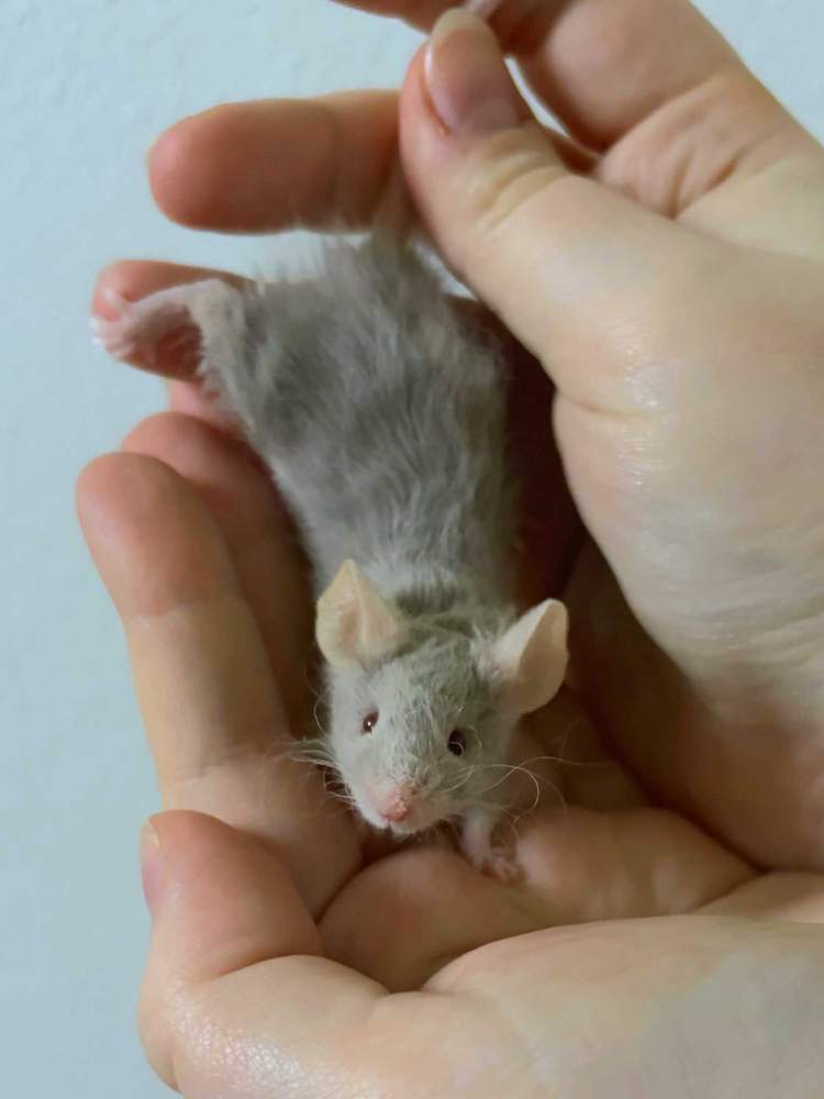 Fancy mouse Pet only Mus musculus 