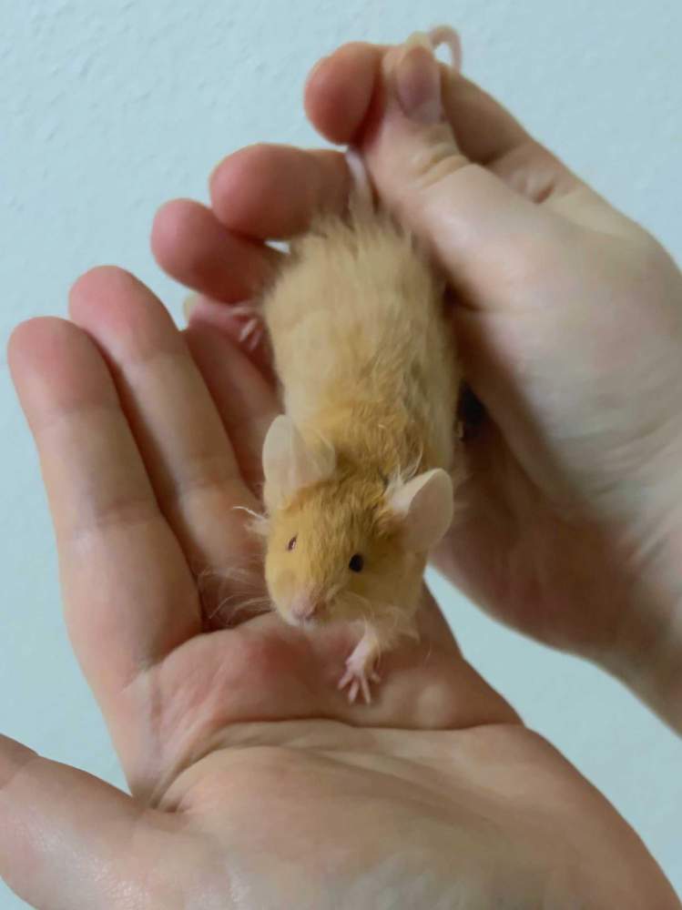Fancy mouse Pet only Mus musculus 