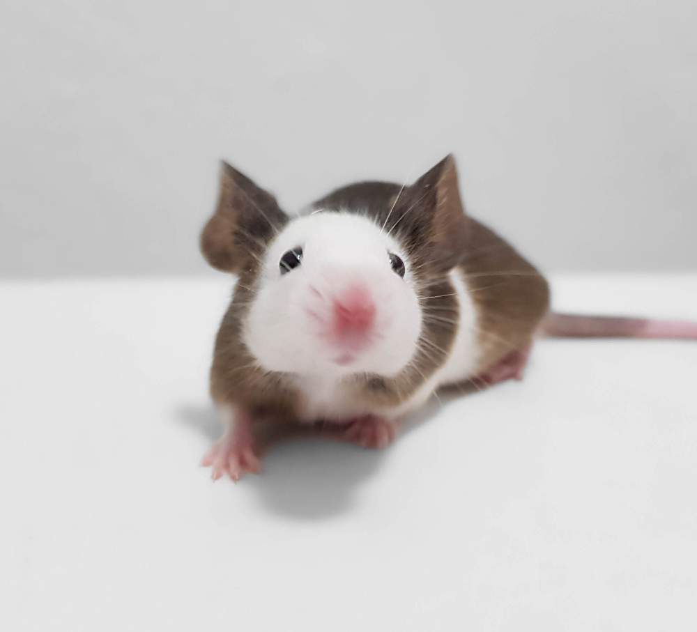 Fancy mouse Breeder Mus musculus 