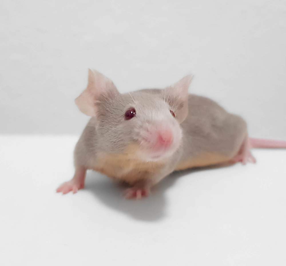 Fancy mouse Breeder Mus musculus 