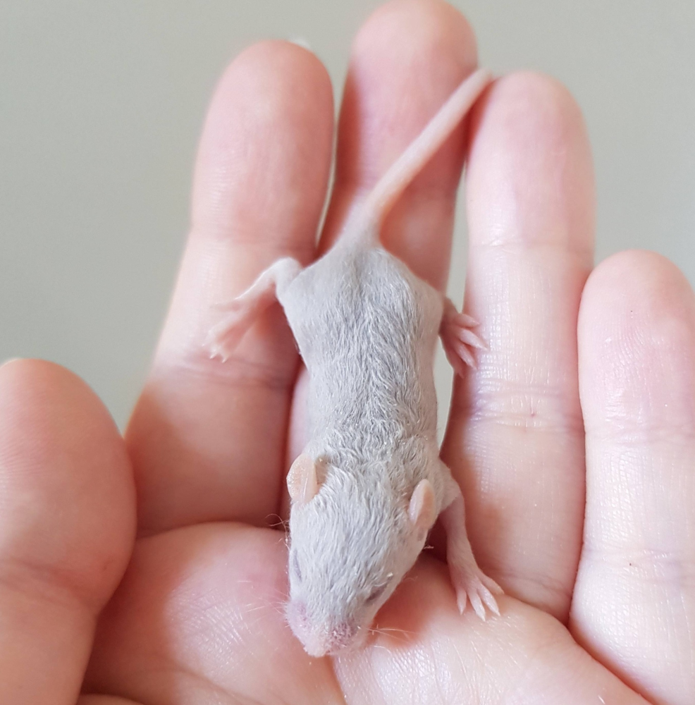 Fancy mouse Free Mus musculus 