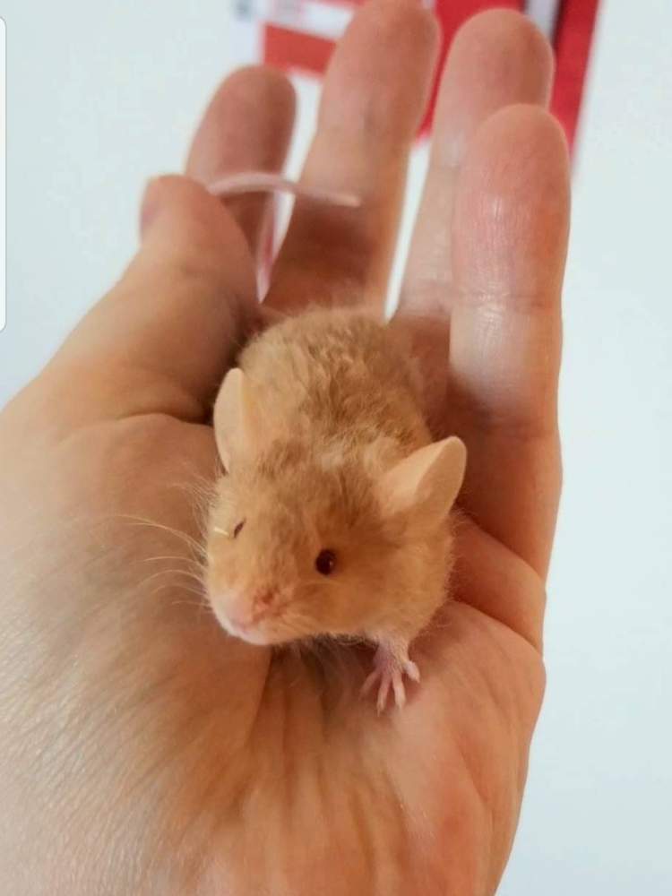 Fancy mouse Pet only Mus musculus 