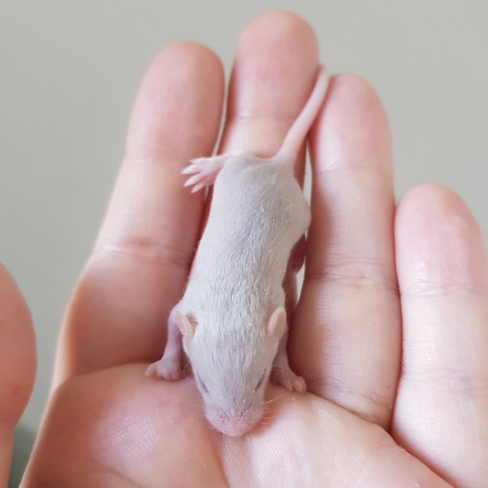 Fancy mouse Free Mus musculus 