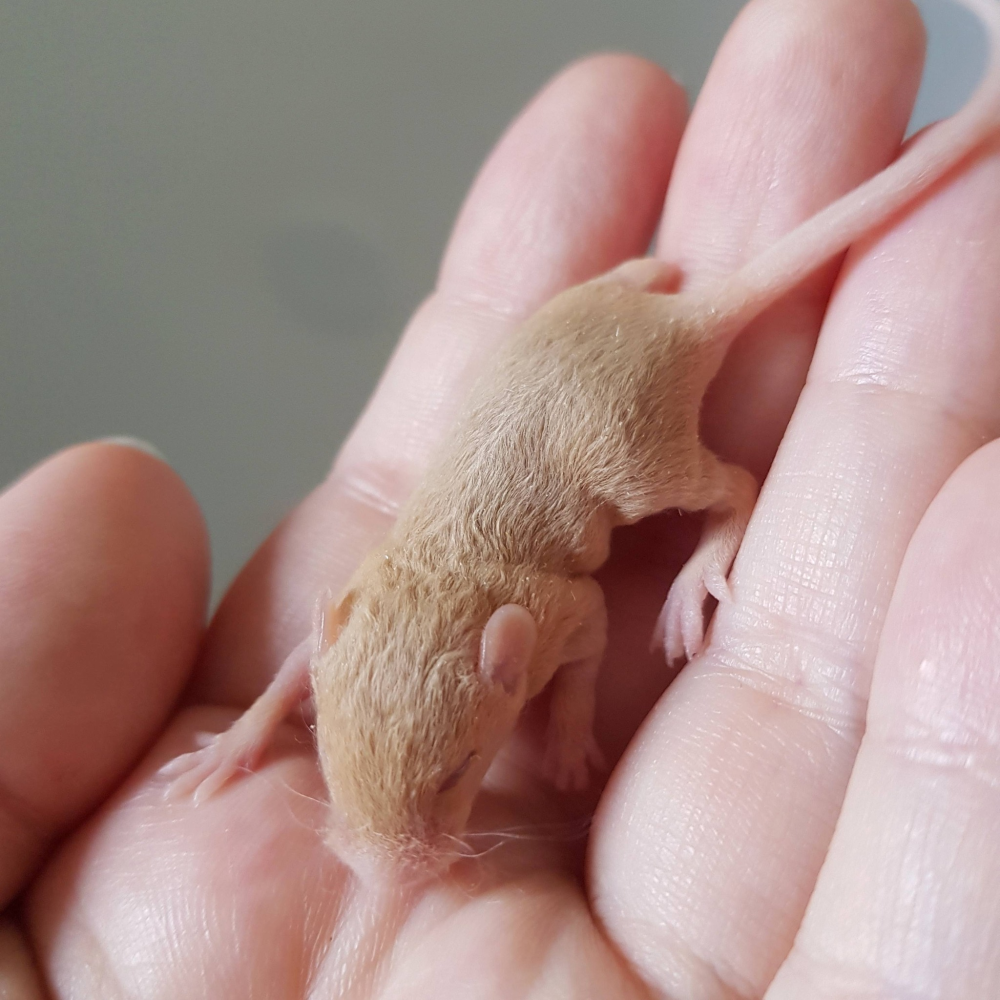 Fancy mouse Free Mus musculus 