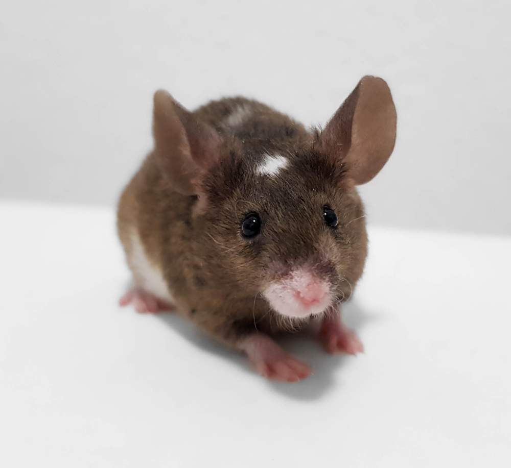 Fancy mouse Pet only Mus musculus 