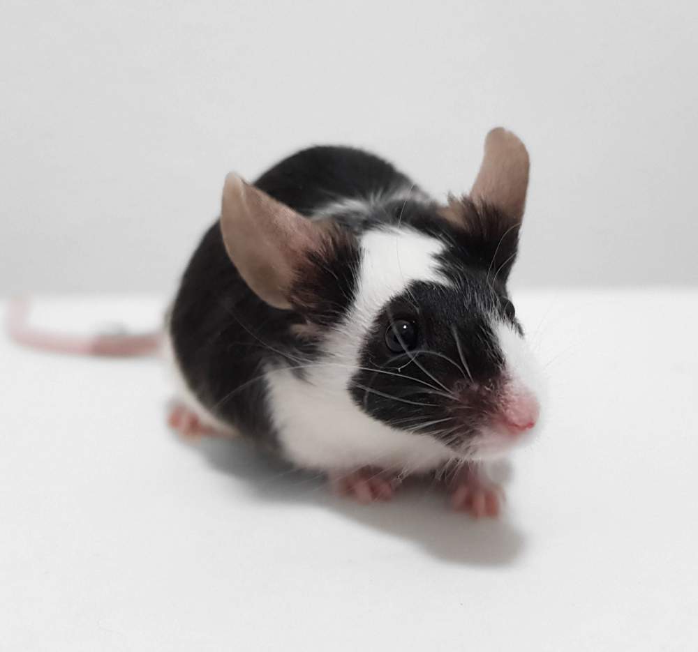 Fancy mouse Owned by other Mus musculus 