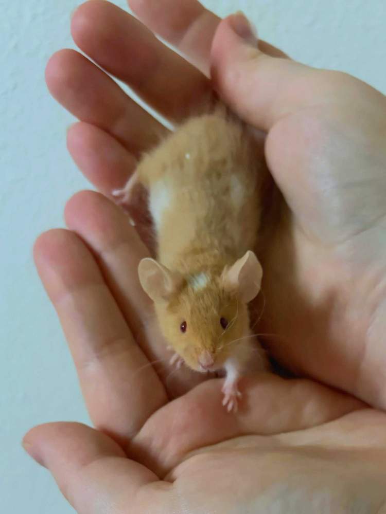 Fancy mouse Breeder Mus musculus 