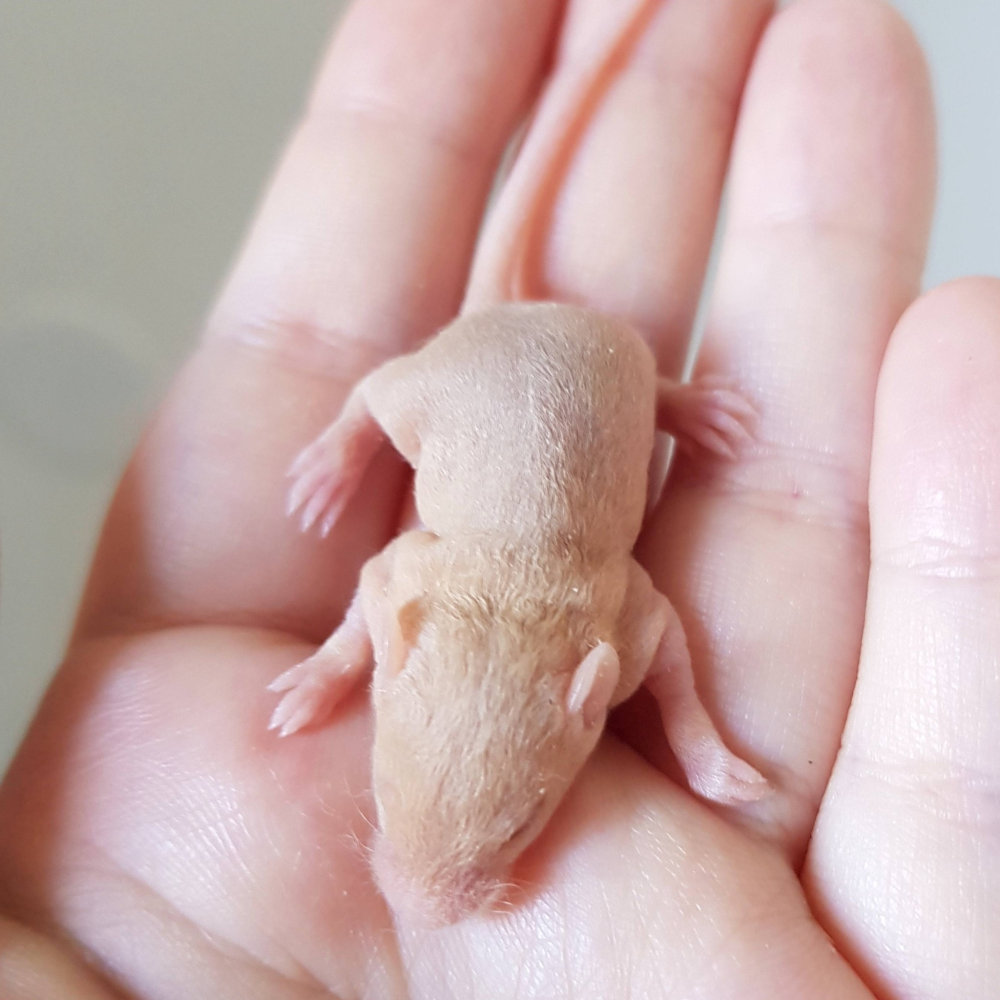 Fancy mouse Free Mus musculus 