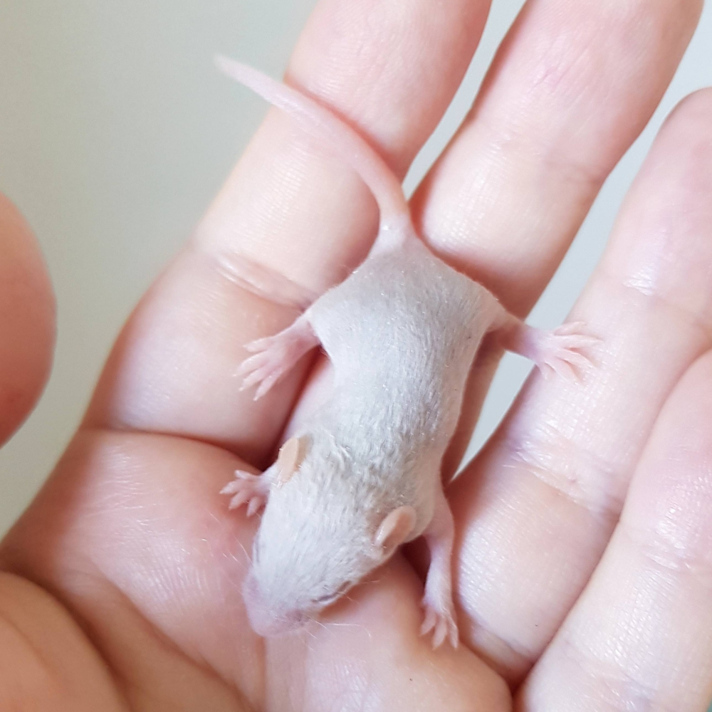 Fancy mouse Free Mus musculus 