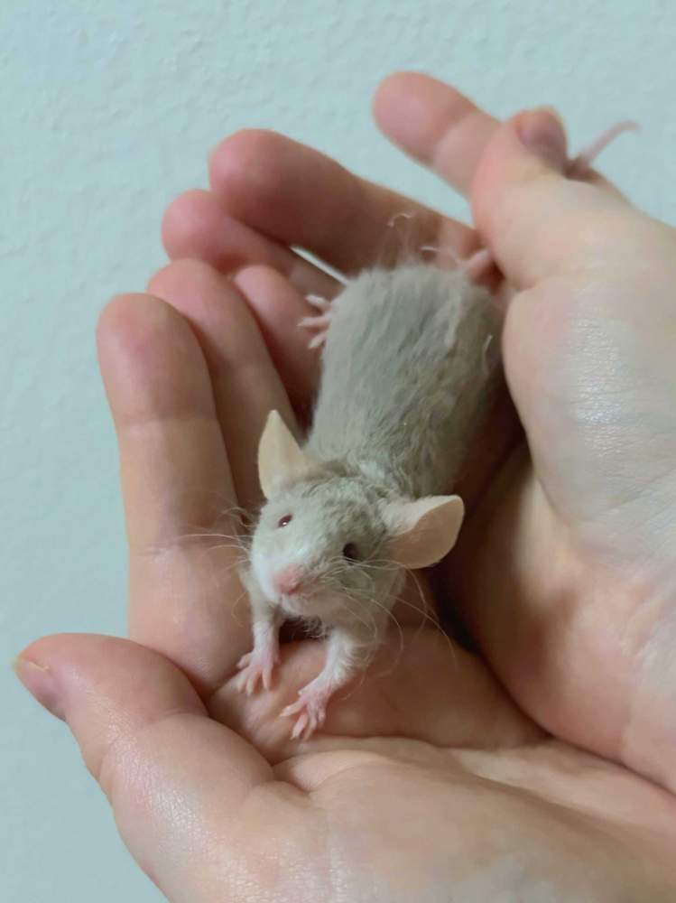 Fancy mouse Pet only Mus musculus 