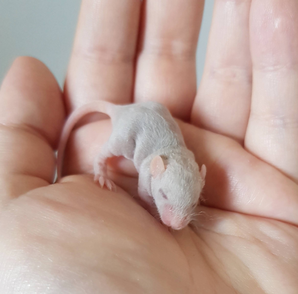 Fancy mouse Free Mus musculus 