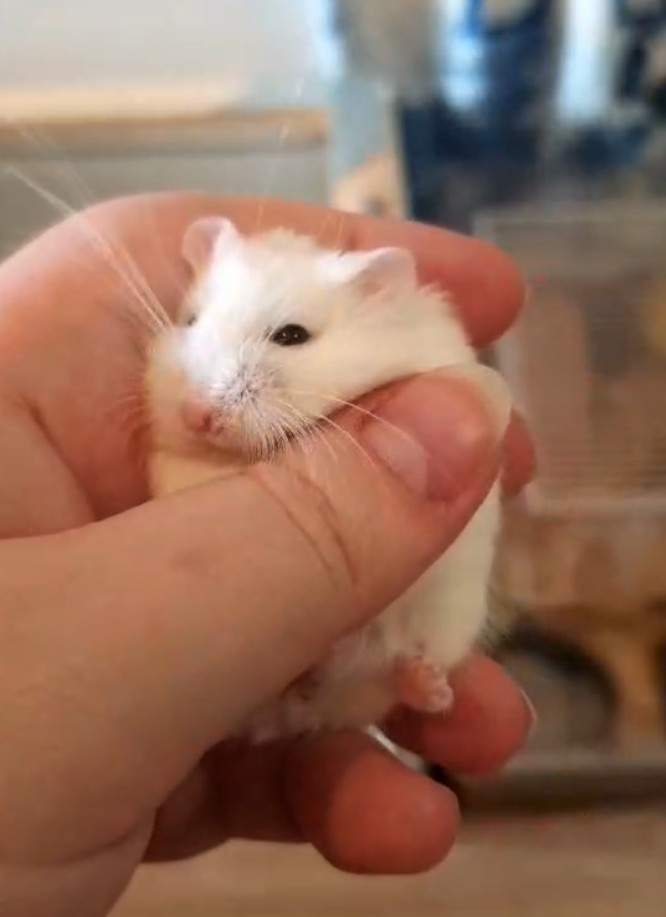 Roborovski dwarf hamster Breeder Phodopus roborovskii 