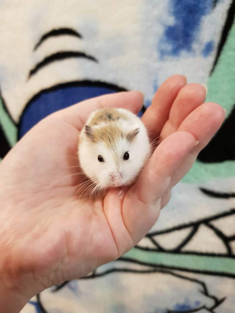 Roborovski dwarf hamster Breeder Phodopus roborovskii 