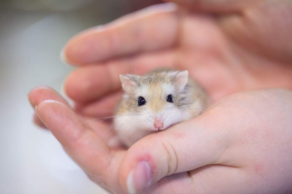 Roborovski dwarf hamster Breeder Phodopus roborovskii 