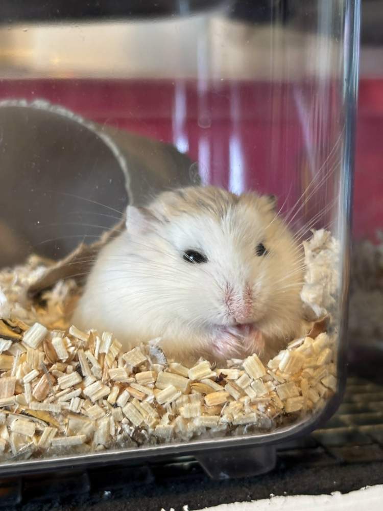 Roborovski dwarf hamster Breeder Phodopus roborovskii 