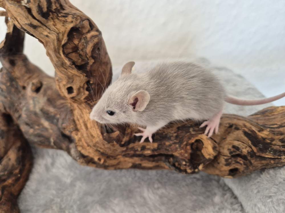 Fancy rat Breeder Rattus norvegicus 