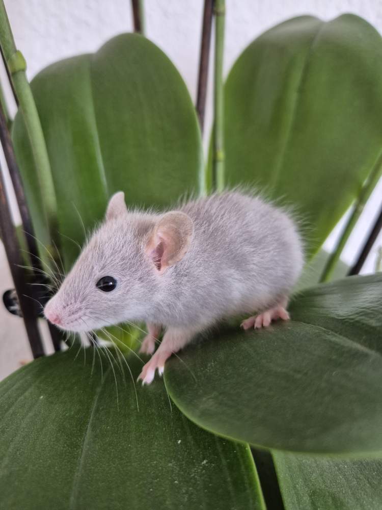 Fancy rat Breeder Rattus norvegicus 