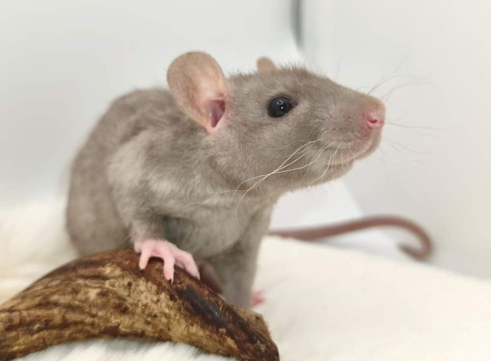 Fancy rat Pet only Rattus norvegicus 