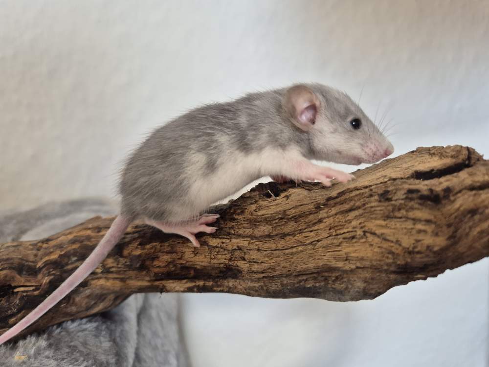 Fancy rat Rehomed Rattus norvegicus 