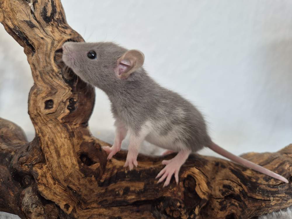 Fancy rat Available for rehoming Rattus norvegicus 