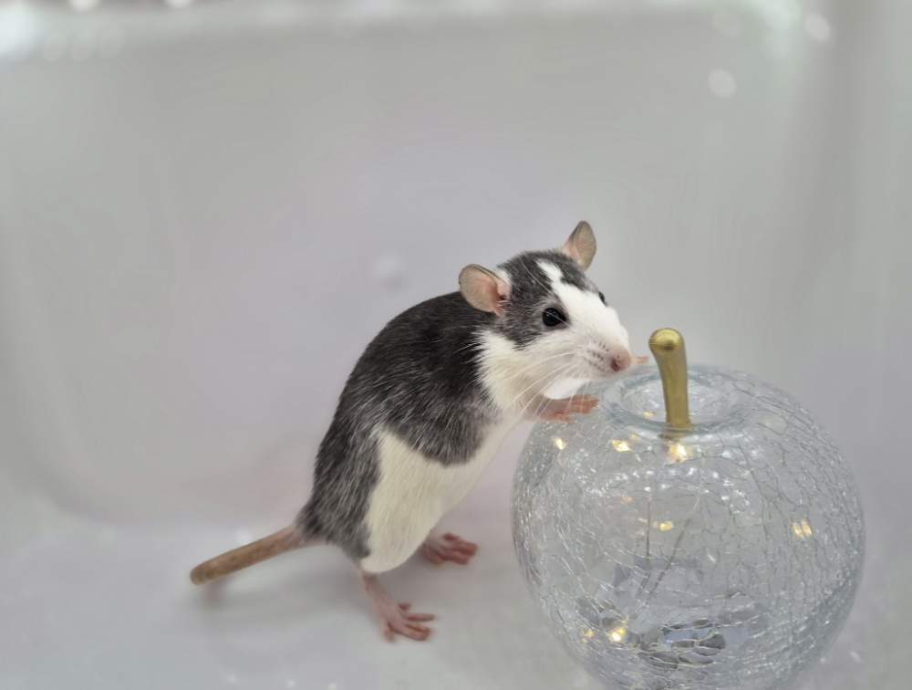 Fancy rat Pet only Rattus norvegicus 