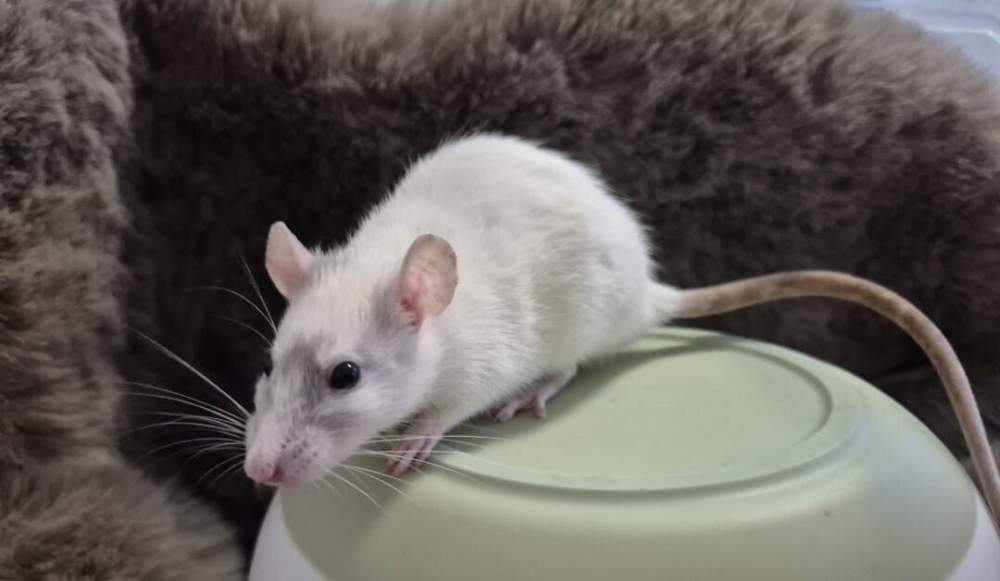 Fancy rat Retired Rattus norvegicus 