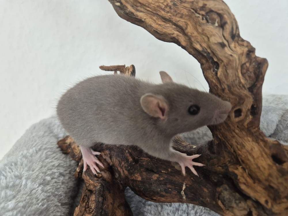 Fancy rat Rehomed Rattus norvegicus 