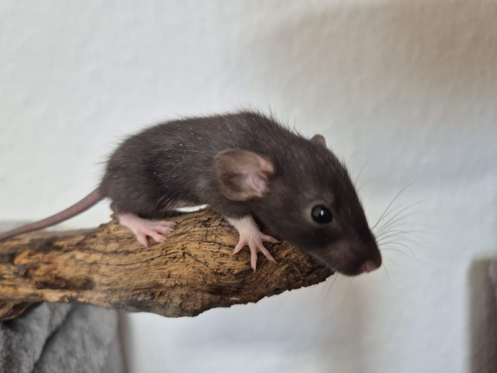 Fancy rat Available for rehoming Rattus norvegicus 