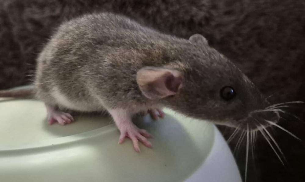 Fancy rat Breeder Rattus norvegicus 