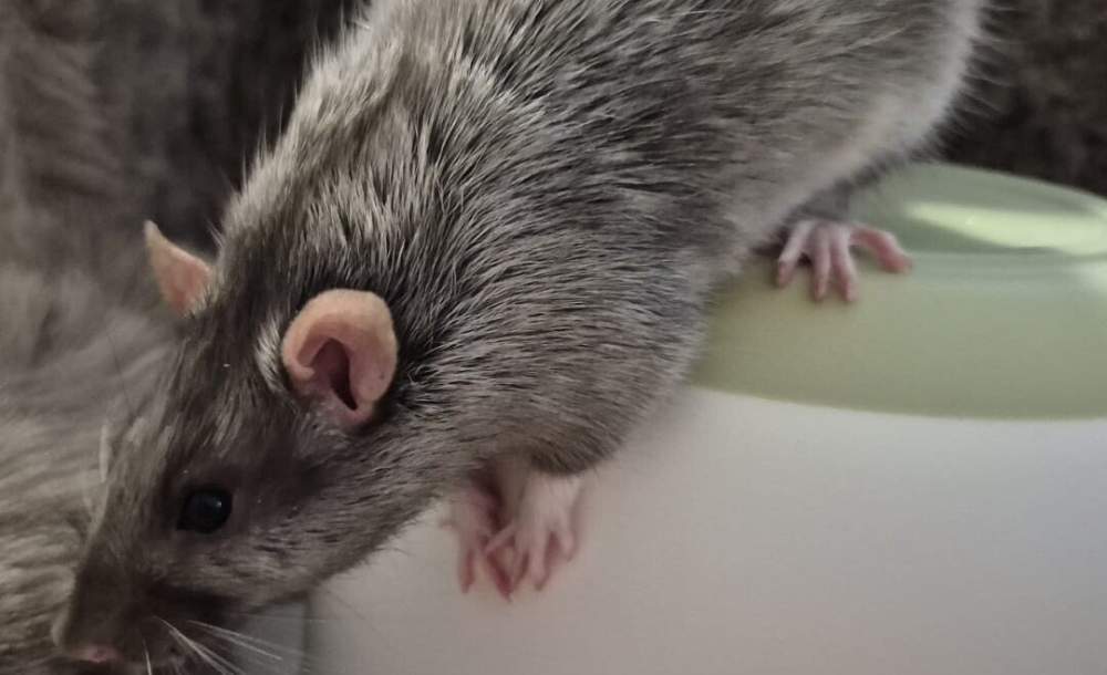 Fancy rat Breeder Rattus norvegicus 