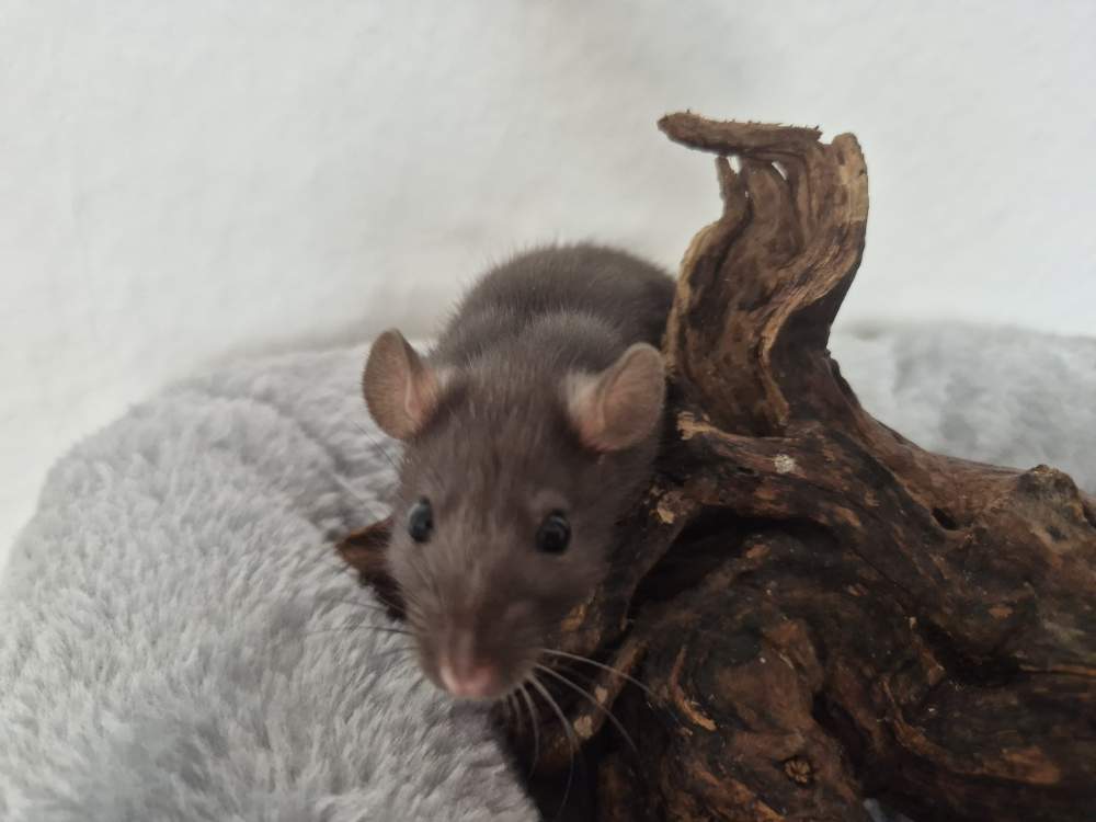 Fancy rat Rehomed Rattus norvegicus 
