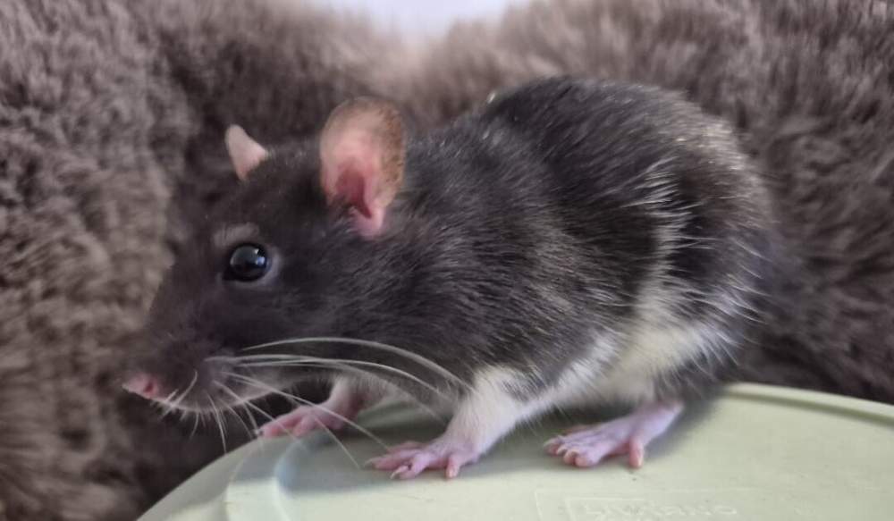 Fancy rat Breeder Rattus norvegicus 