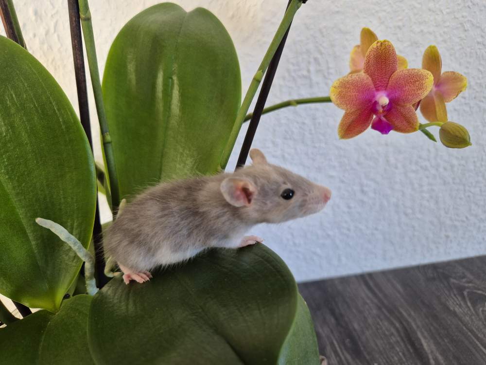 Fancy rat Rehomed Rattus norvegicus 