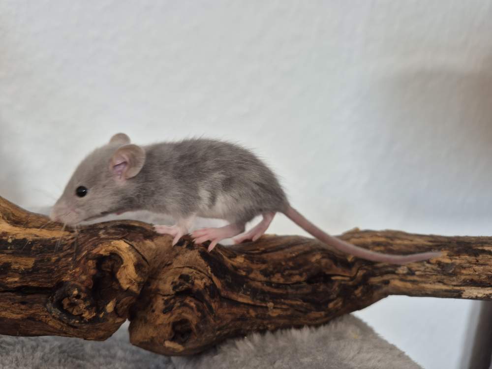 Fancy rat Rehomed Rattus norvegicus 