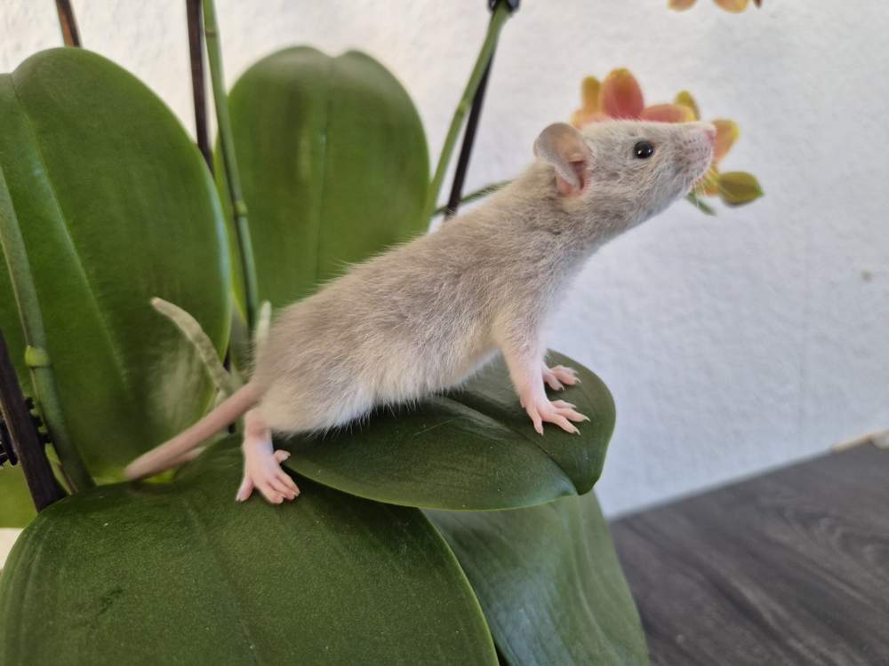 Fancy rat Rehomed Rattus norvegicus 