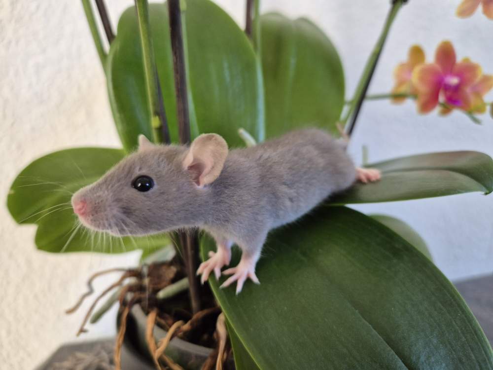 Fancy rat Available for rehoming Rattus norvegicus 