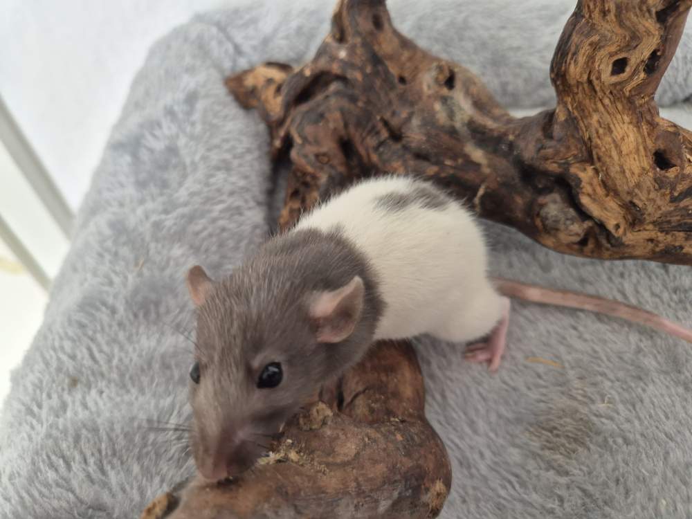 Fancy rat Rehomed Rattus norvegicus 