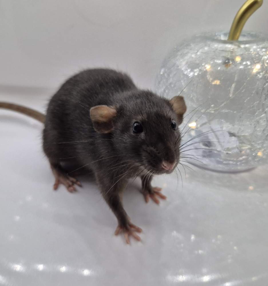 Fancy rat Breeder Rattus norvegicus 