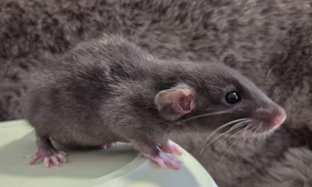 Fancy rat Breeder Rattus norvegicus 