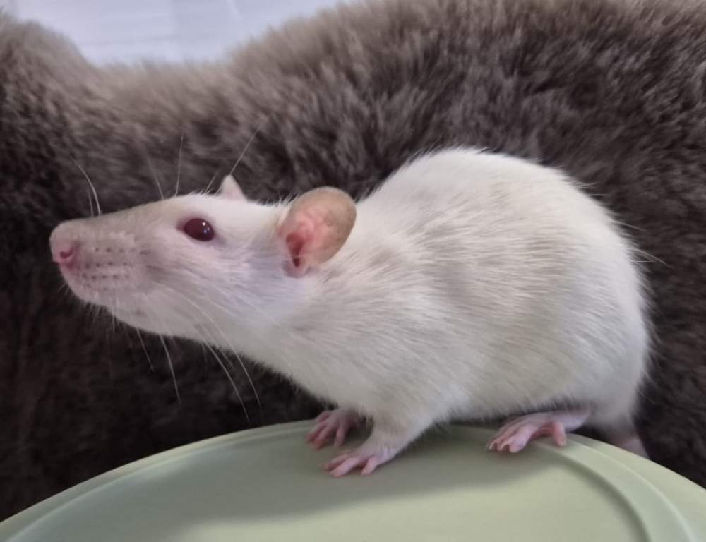 Fancy rat Owned by other Rattus norvegicus 