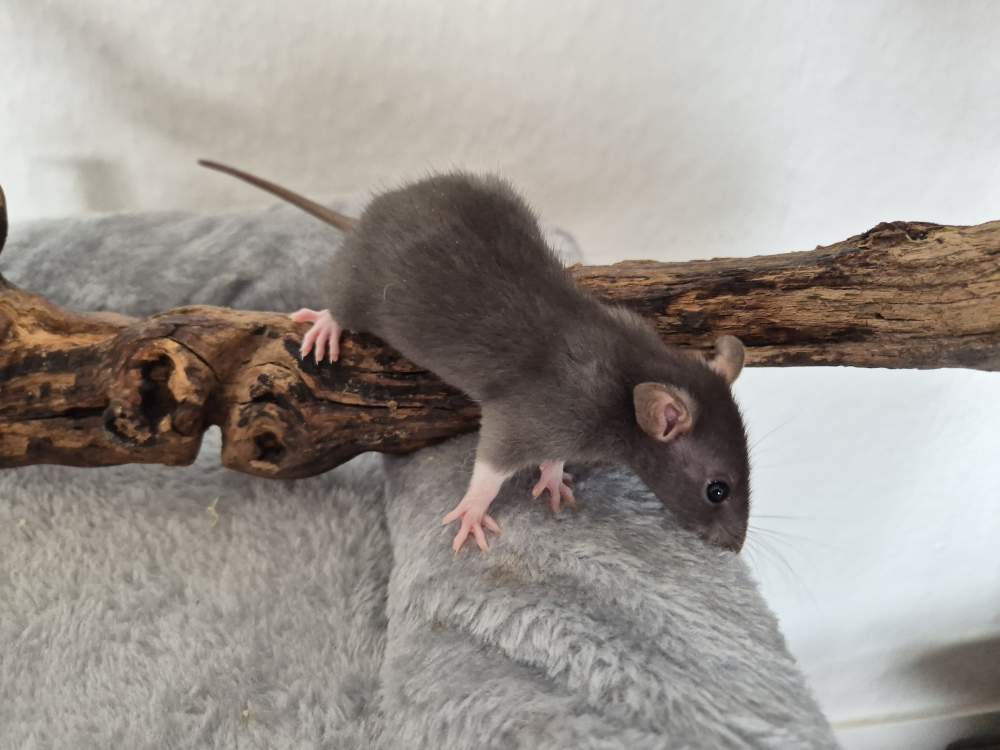 Fancy rat Rehomed Rattus norvegicus 