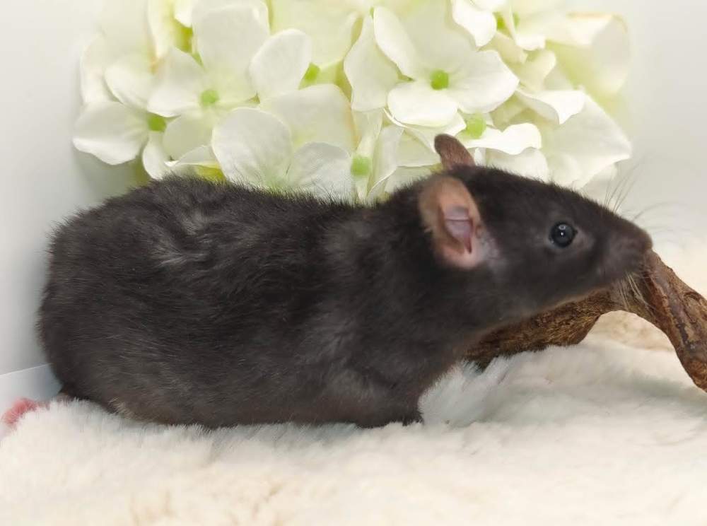 Fancy rat Pet only Rattus norvegicus 