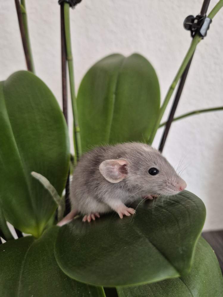 Fancy rat Breeder Rattus norvegicus 