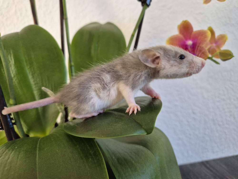 Fancy rat Rehomed Rattus norvegicus 
