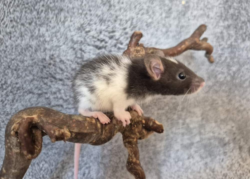 Fancy rat Pet only Rattus norvegicus 