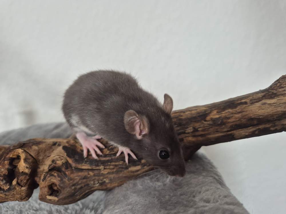 Fancy rat Rehomed Rattus norvegicus 