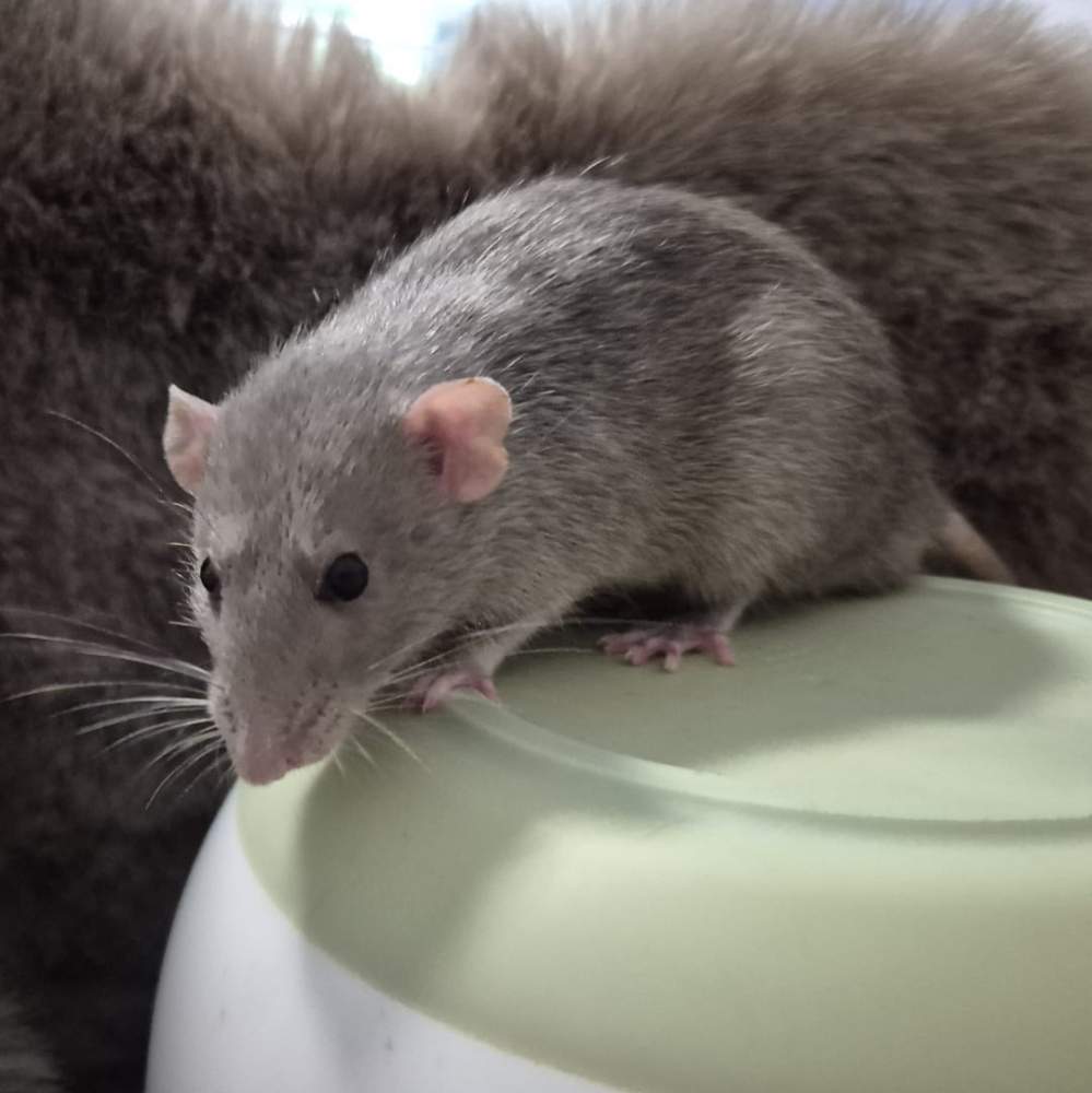 Fancy rat Breeder Rattus norvegicus 